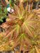 '- Acer palmatum 'Koi' Dwarf Japanese Maple - Mr Maple │ Buy Japanese Maple Trees