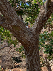 - Acer palmatum 'Alan's Gold' Pinebark Japanese Maple - Mr Maple │ Buy Japanese Maple Trees