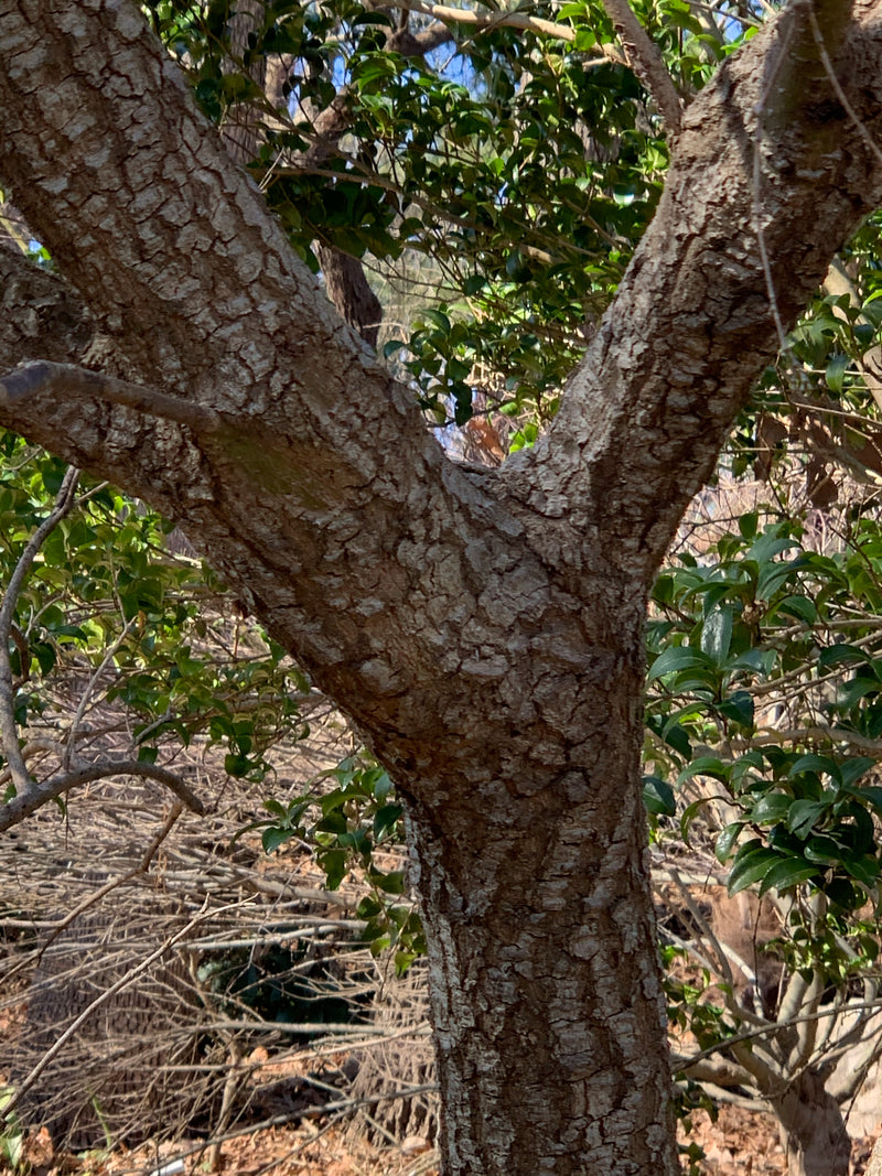 - Acer palmatum 'Alan's Gold' Pinebark Japanese Maple - Mr Maple │ Buy Japanese Maple Trees