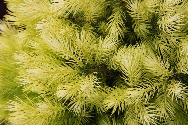 Picea glauca 'Daisy White' White Spruce