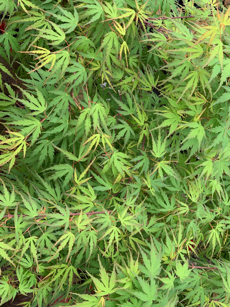 - Acer palmatum 'Green Strap' Rare Japanese Maple - Mr Maple │ Buy Japanese Maple Trees
