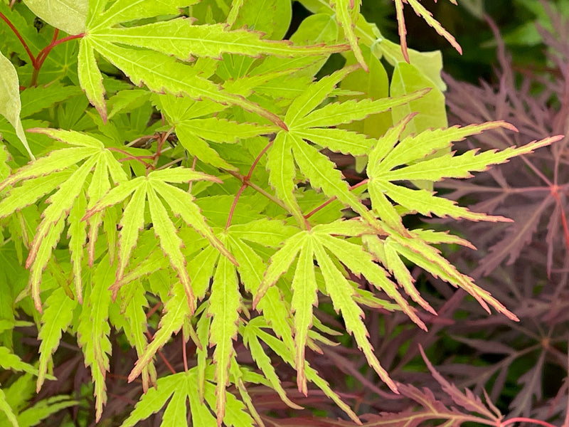 - Acer palmatum 'Green Strap' Rare Japanese Maple - Mr Maple │ Buy Japanese Maple Trees