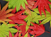 - FOR PICKUP ONLY | Acer shirasawanum Moonrise™ Full Moon Japanese Maple | DOES NOT SHIP - Mr Maple │ Buy Japanese Maple Trees