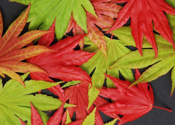 - FOR PICKUP ONLY | Acer shirasawanum Moonrise™ Full Moon Japanese Maple | DOES NOT SHIP - Mr Maple │ Buy Japanese Maple Trees