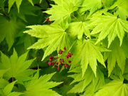 - Acer shirasawanum 'Jordan' Golden Full Moon Japanese Maple - Mr Maple │ Buy Japanese Maple Trees