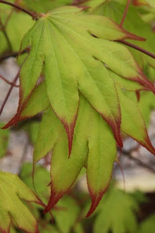 Acer palmatum 'Tsuma beni' Japanese Maple