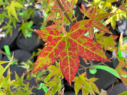 - Acer oliverianum 'Hot Blonde' Golden Japanese Maple - Mr Maple │ Buy Japanese Maple Trees