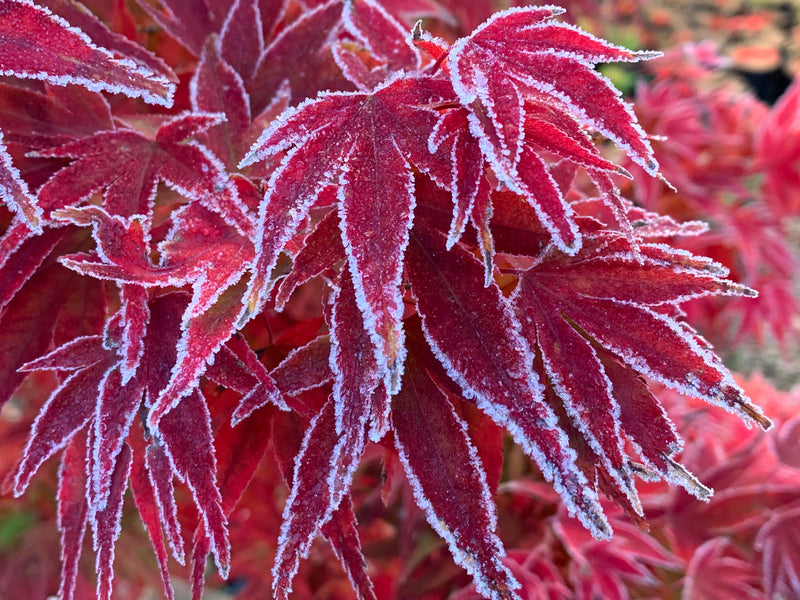 Test Product Mikawa - Mr Maple │ Buy Japanese Maple Trees