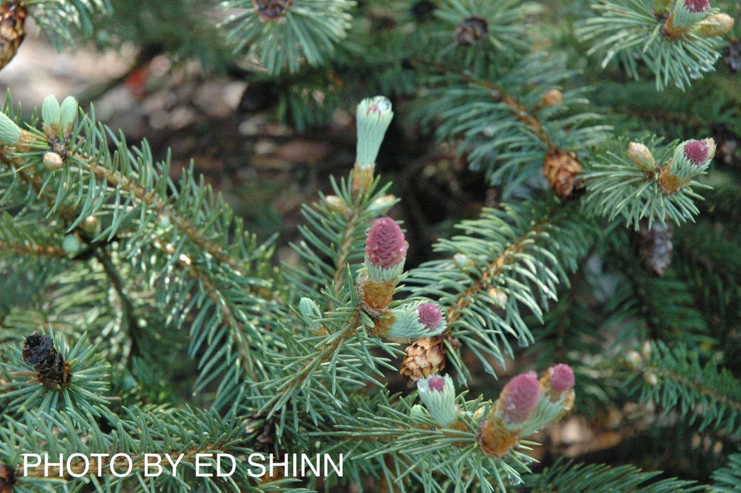 Picea pungens ‘Ruby Teardrops' Dwarf Colorado Blue Spruce