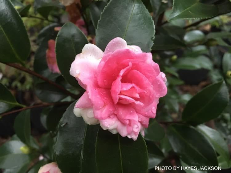 Camellia sansanqua 'Dream Weaver' Pink Flowering Camellia