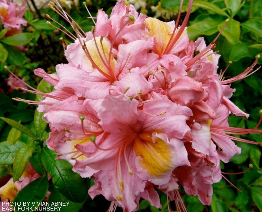 Azalea 'Samford Sorbet’ Pink Native Azalea