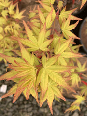 - Acer palmatum 'Golden Falls' Weeping Golden Japanese Maple - Mr Maple │ Buy Japanese Maple Trees