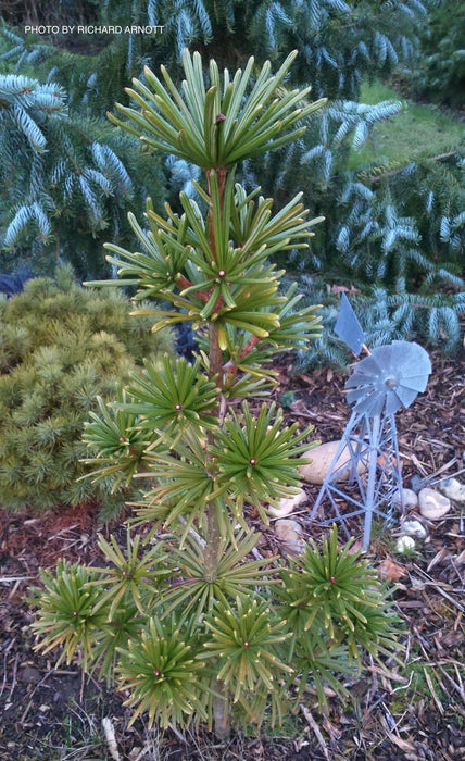 Sciadopitys verticillata 'Green Parasol' Japanese Umbrella Pine