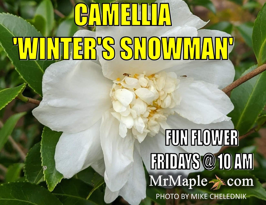Camellia x 'Winter’s Snowman' Hardy White Flowering Camellia