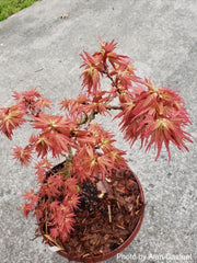 - Acer palmatum 'Mystic Mikawa' Miniature Japanese Maple - Mr Maple │ Buy Japanese Maple Trees