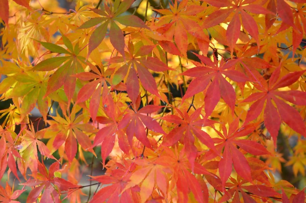 Acer palmatum 'Kurabu yama' Japanese Maple