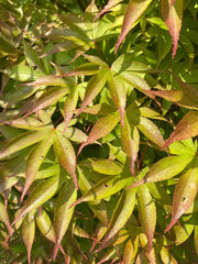 - Acer palmatum 'Osakazuki' Japanese Maple - Mr Maple │ Buy Japanese Maple Trees