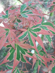 - Acer palmatum 'Beni shichihenge' Pink Variegated Japanese Maple - Mr Maple │ Buy Japanese Maple Trees