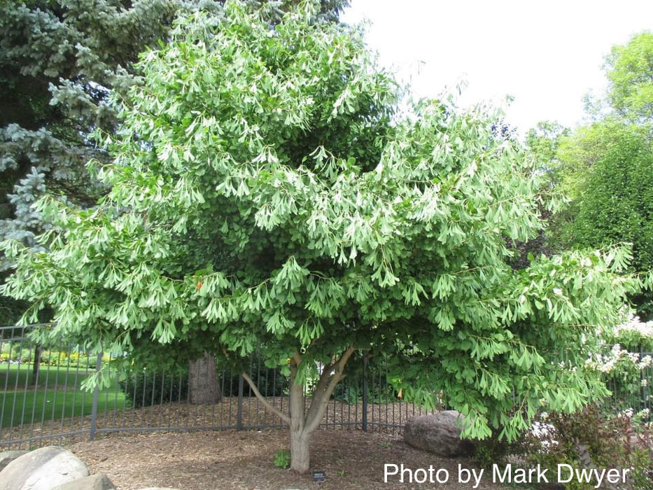 Ginkgo biloba 'Saratoga' Male Ginkgo Tree