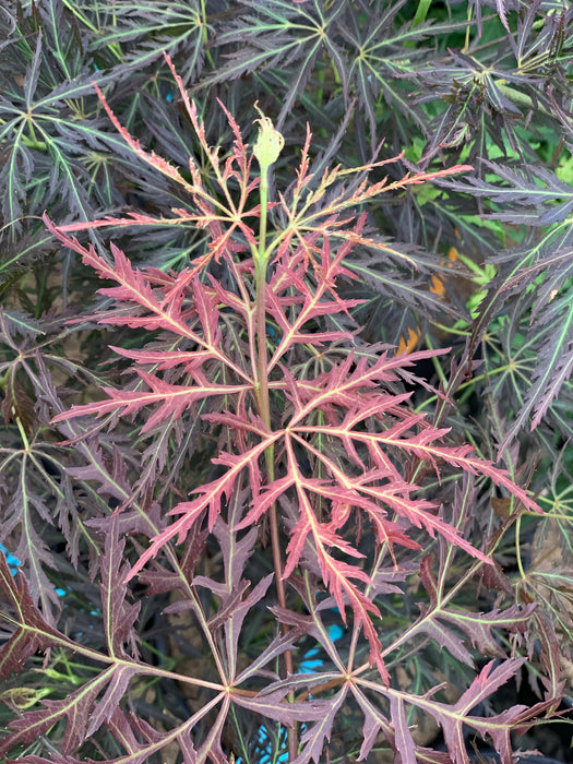 Acer palmatum 'Curtis' Weeping Red Japanese Maple