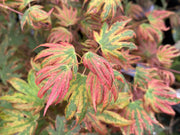- Acer palmatum x 'Purple Curl' Japanese Maple - Mr Maple │ Buy Japanese Maple Trees