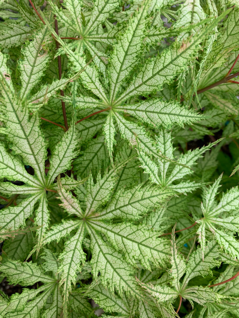 - Acer palmatum 'Grandma Ghost' Japanese Maple - Mr Maple │ Buy Japanese Maple Trees