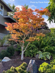 - Acer palmatum 'Amber Ghost' Japanese Maple - Mr Maple │ Buy Japanese Maple Trees