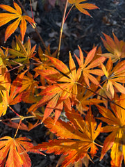 - Acer shirasawanum 'Royalty' Red Full Moon Japanese Maple - Mr Maple │ Buy Japanese Maple Trees