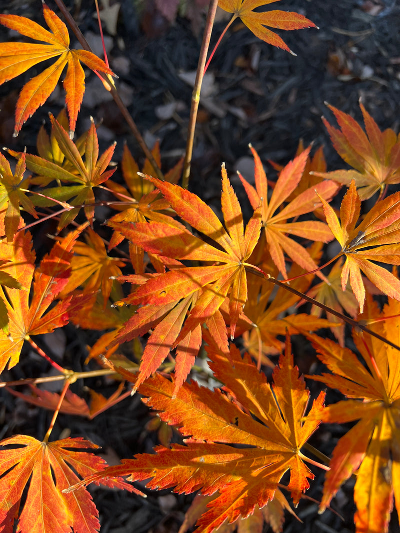 - Acer shirasawanum 'Royalty' Red Full Moon Japanese Maple - Mr Maple │ Buy Japanese Maple Trees