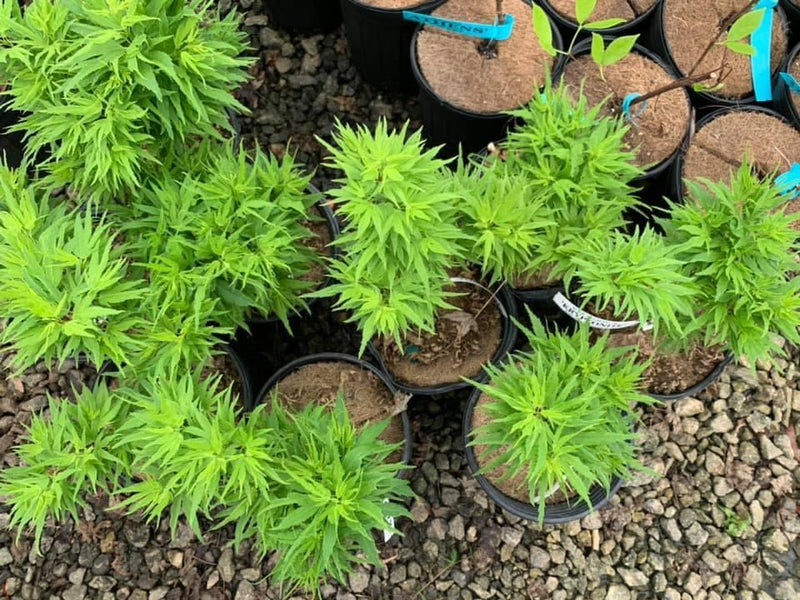 - Acer palmatum Kryptonite™ Japanese Maple - Mr Maple │ Buy Japanese Maple Trees