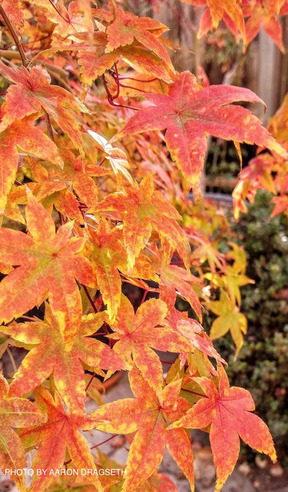Acer palmatum 'Shin deshojo' Red Japanese Maple