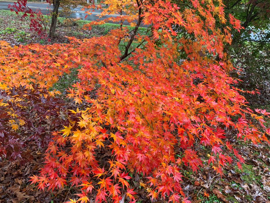 Acer palmatum 'Ki hachijo' Japanese Maple