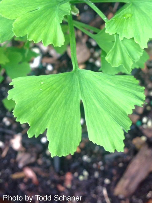 Ginkgo biloba 'Folkert's Select' Male Small Leaf Ginkgo Tree