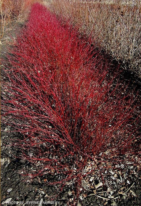 Cornus alba 'Jefreb’ Little Rebel® Dwarf Red Twig Dogwood