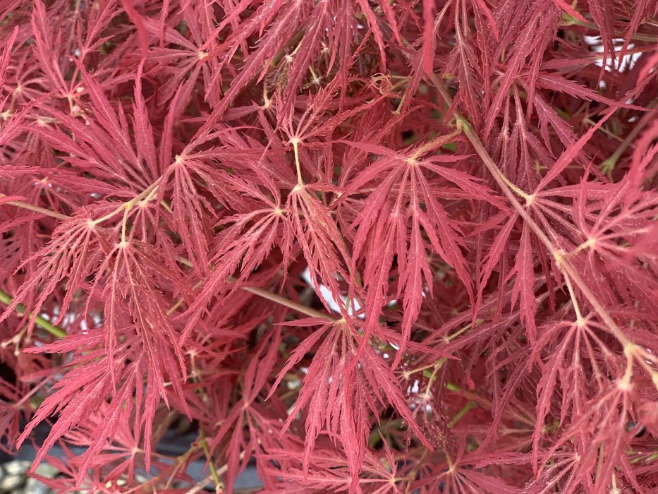 Acer palmatum 'Victoria’s Red Sensation' Weeping Japanese Maple