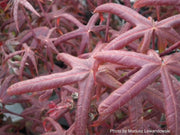 - Acer palmatum 'Peve Starfish' Japanese Maple - Mr Maple │ Buy Japanese Maple Trees