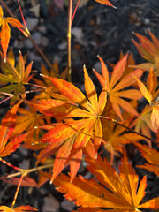 - Acer shirasawanum 'Royalty' Red Full Moon Japanese Maple - Mr Maple │ Buy Japanese Maple Trees