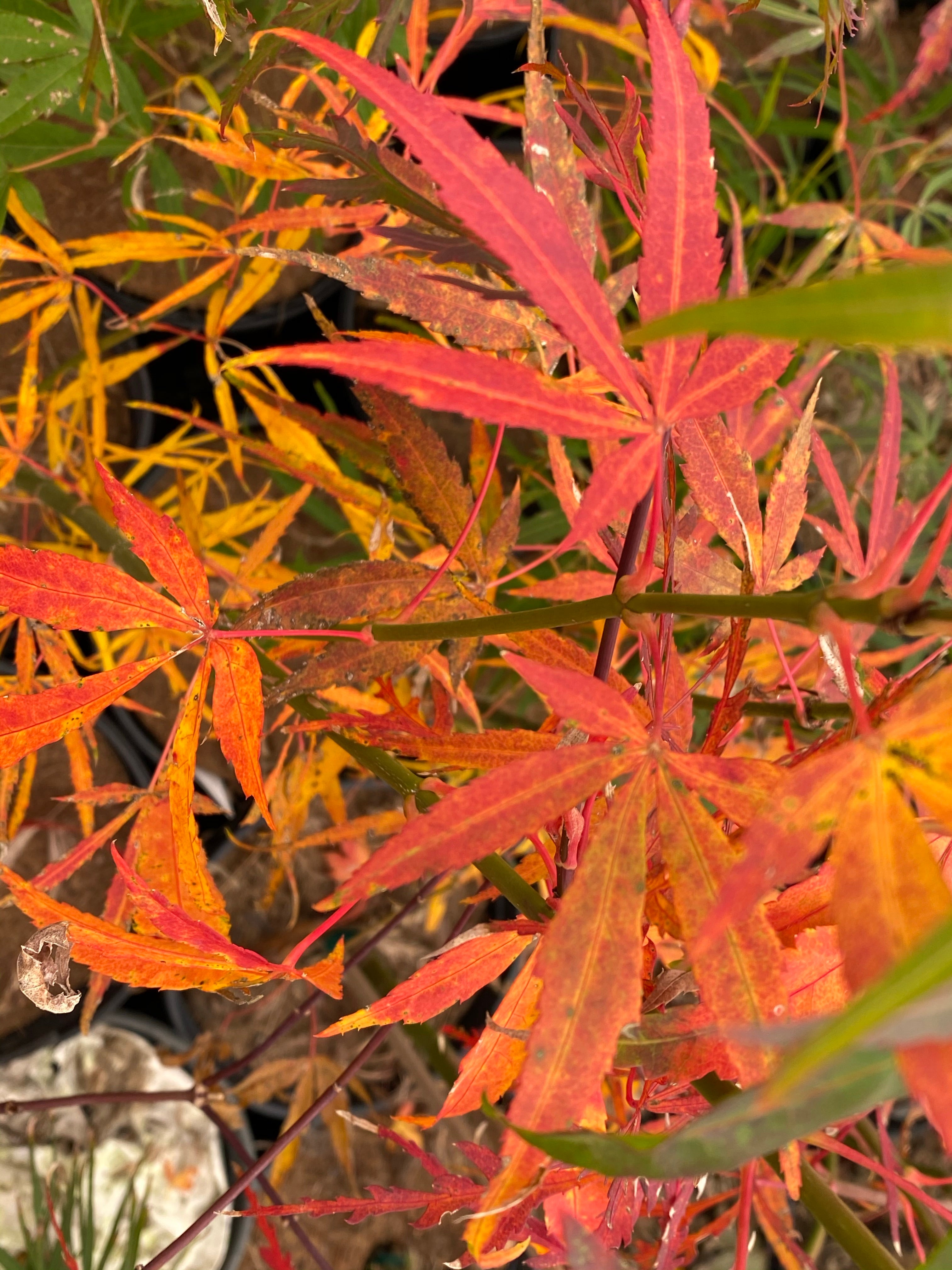 Buy Acer palmatum 'Yellow Threads' Rare Japanese Maple — Mr Maple