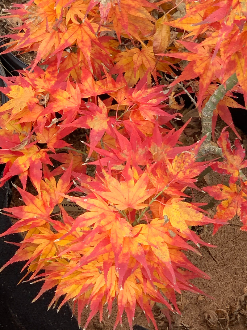 - Acer palmatum 'Koi' Dwarf Japanese Maple - Mr Maple │ Buy Japanese Maple Trees