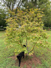 - Acer palmatum 'Osakazuki' Japanese Maple - Mr Maple │ Buy Japanese Maple Trees