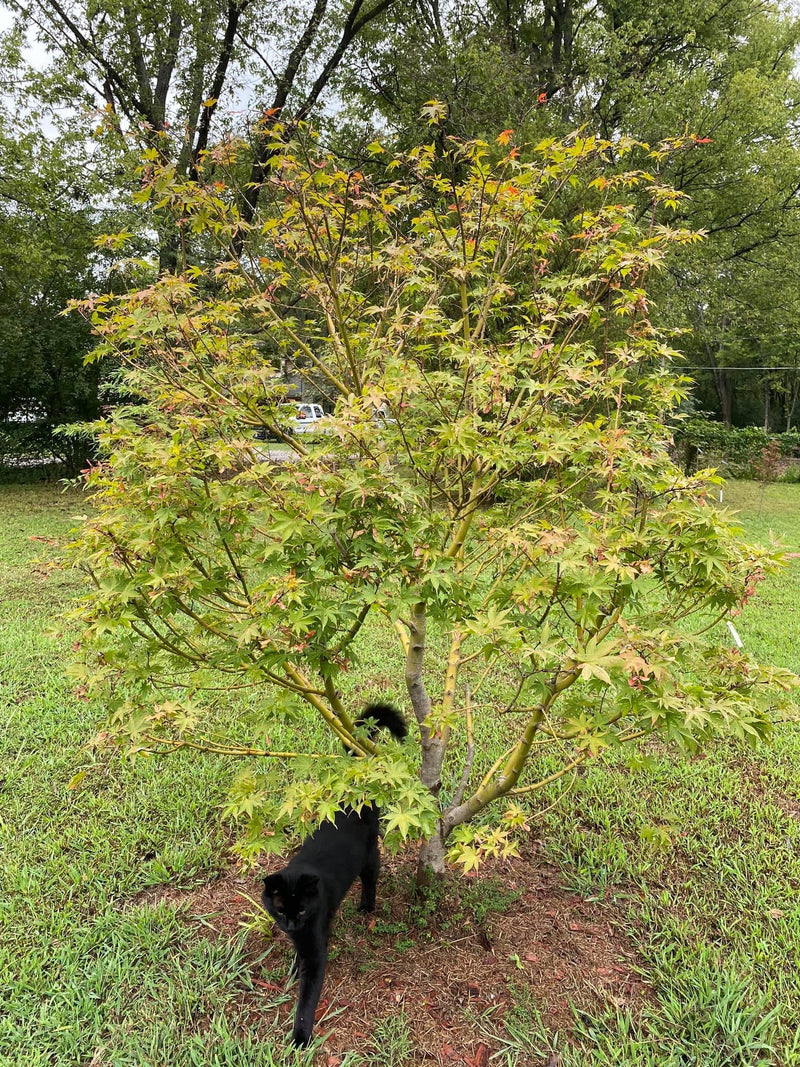 - Acer palmatum 'Osakazuki' Japanese Maple - Mr Maple │ Buy Japanese Maple Trees