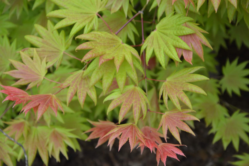 - FOR PICKUP ONLY | Acer shirasawanum Moonrise™ Full Moon Japanese Maple | DOES NOT SHIP - Mr Maple │ Buy Japanese Maple Trees