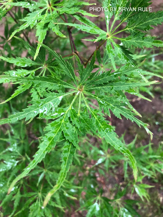 Acer palmatum 'Shigure bato' Japanese Maple