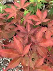 - Acer palmatum 'Gable's Glory' Chameleon Japanese Maple - Mr Maple │ Buy Japanese Maple Trees