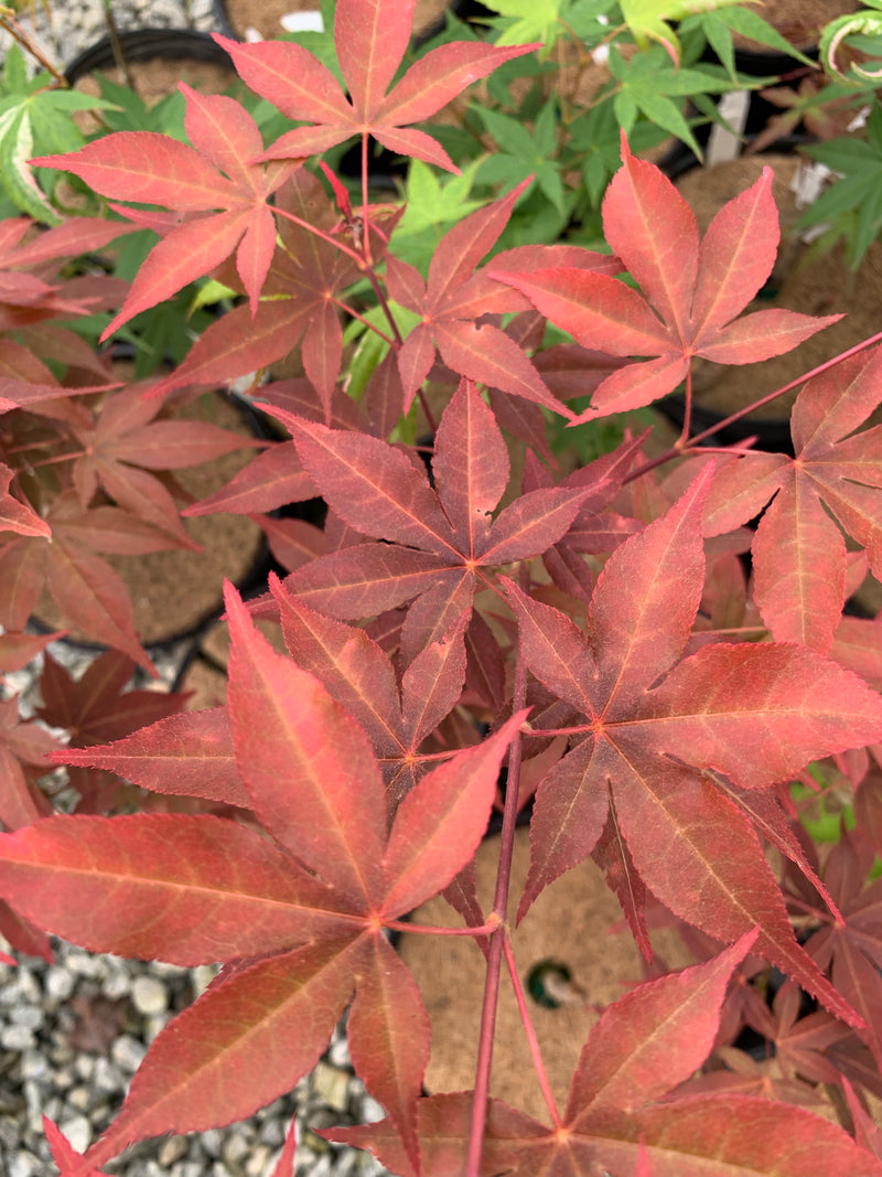 - Acer palmatum 'Gable's Glory' Chameleon Japanese Maple - Mr Maple │ Buy Japanese Maple Trees