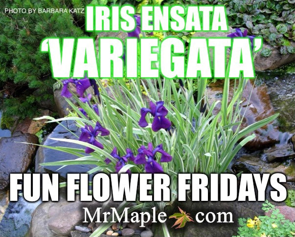 Iris ensata 'Variegata' Japanese Water Iris