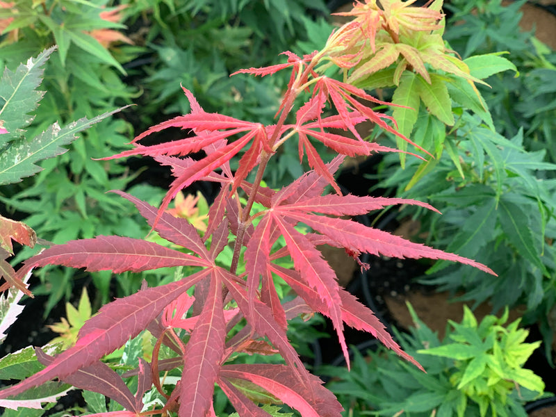 - Acer palmatum 'Lileeanne's Jewel' Japanese Maple - Mr Maple │ Buy Japanese Maple Trees