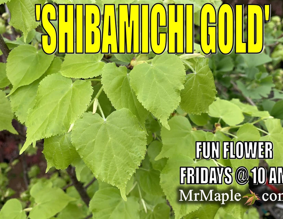 Tilia cordata 'Shibamichi Gold' Golden Little Leaf Lindon