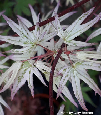 - Acer palmatum 'Ukigumo' Floating Clouds Japanese Maple - Mr Maple │ Buy Japanese Maple Trees