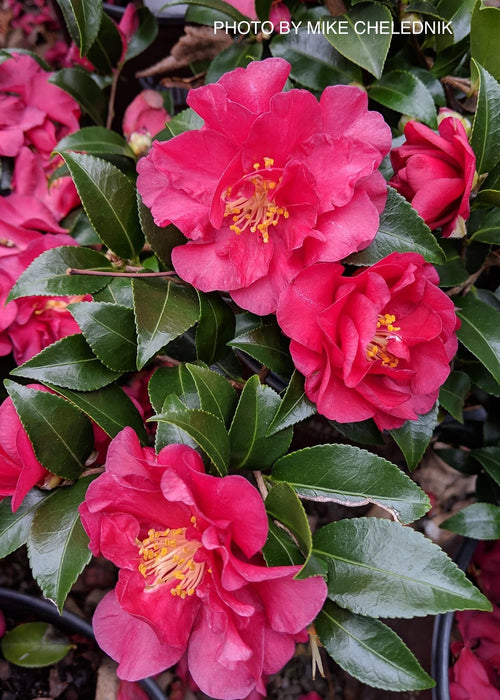 Camellia sasanqua October Magic® Ruby™ Red Flowering Camellia